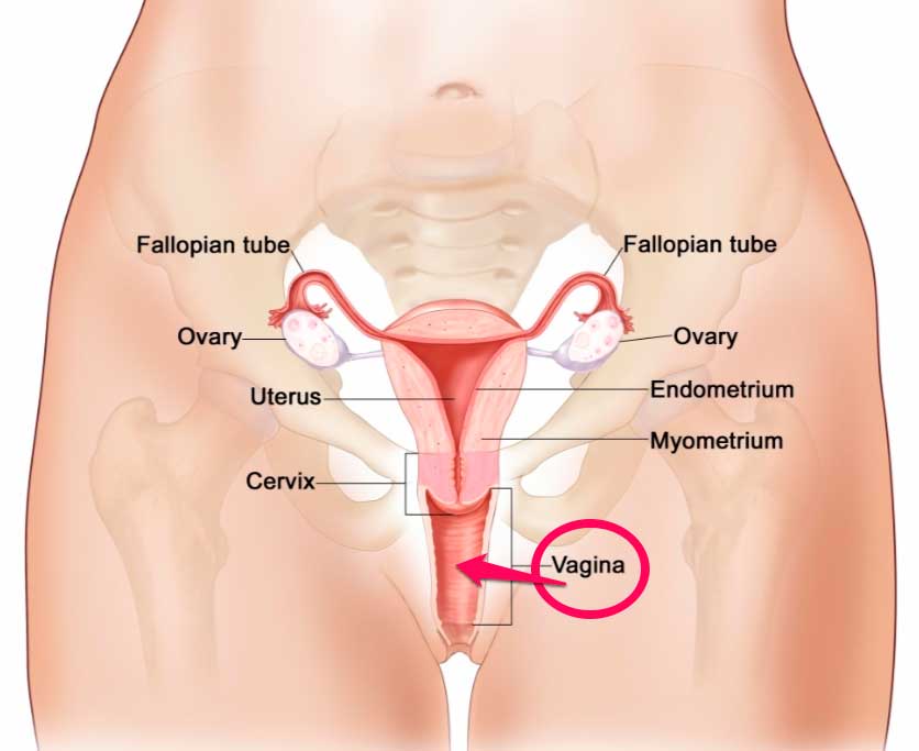 imagen aparato reproductor mucus cumlaude