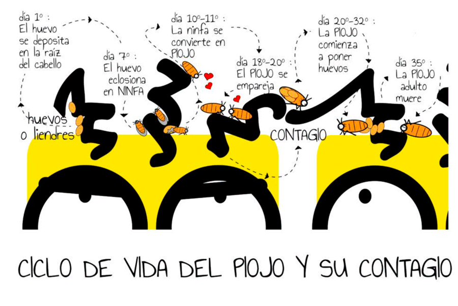 piojo ciclo de vida joopikids