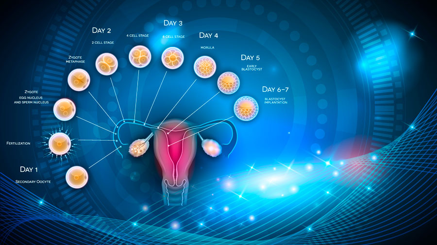 FASE LUTEA ¿Qué es y qué supone en tu Ciclo Menstrual? FASE LUTEA ¿Qué es y qué supone en tu Ciclo Menstrual?