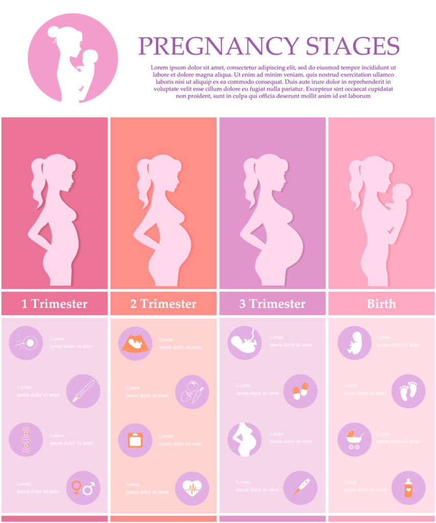 etapas del embarazo divididas en 3